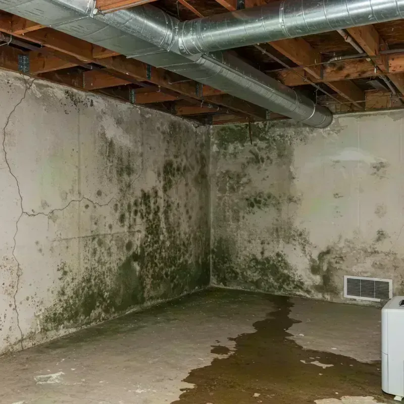 Professional Mold Removal in Oswego, IL